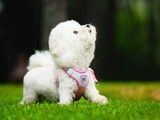 重庆江北专业训犬 纠正狗的坏毛病-服务热线