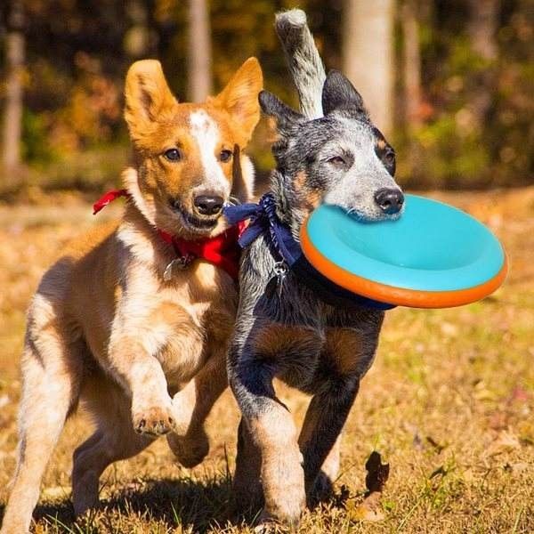 渝北训犬 训狗 宠物犬伴侣犬行为习惯纠正 宠物训练 有口皆碑 合理安排