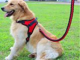 重庆宠物训练基地-宠爱多训犬学校