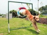 重庆宠物训练-宠爱多训犬学校