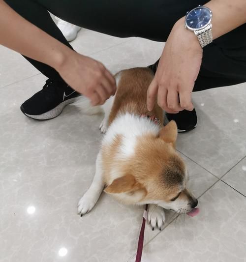 如何应对驱虫后狗狗躁动（以宠物为主的驱虫后护理指南）