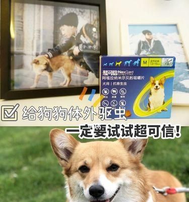 如何应对驱虫后狗狗躁动（以宠物为主的驱虫后护理指南）