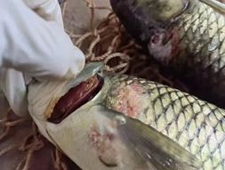 草鱼“鱼瘟”来了!湖北、湖南爆发越冬综合症,一天死鱼几千斤,养殖户损失惨重 | 澳华联合播报⑪