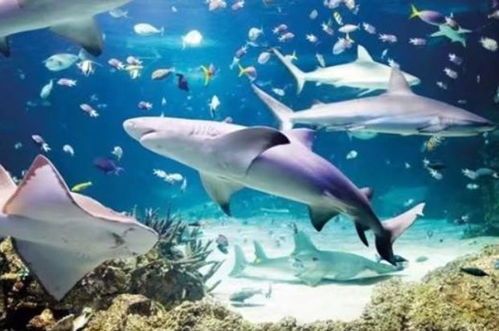 “宠物鱼缸选购指南，打造温馨水族馆！”