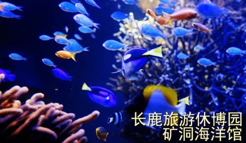 “宠物鱼缸选购指南，打造温馨水族馆！”