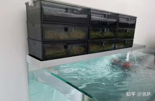 宠物必备:选购最适合您的鱼缸过滤器