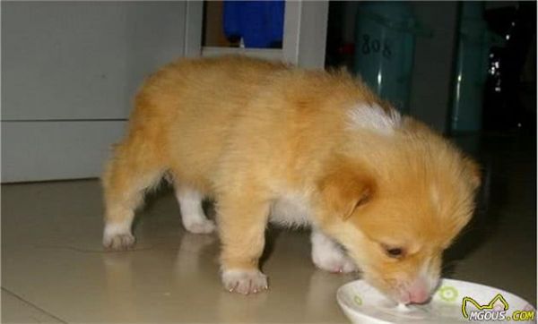 自制犬粮的6种简单方法及3个注意事项