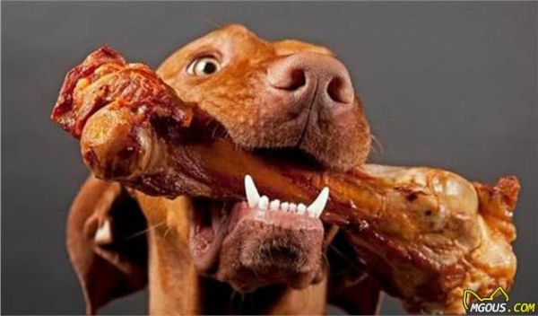 自制犬粮的6种简单方法及3个注意事项