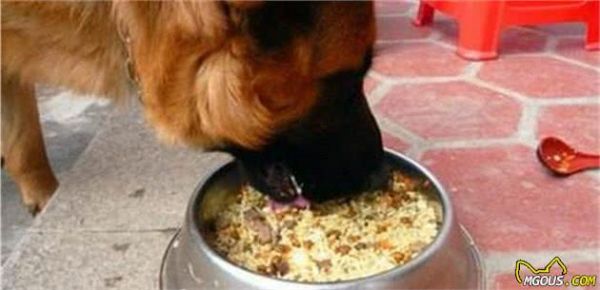 自制犬粮的6种简单方法及3个注意事项