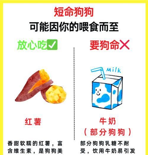 如果狗不吃狗粮，如何自制食物给它？