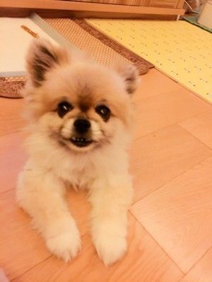 【宠物夏日消暑】狗狗的紫薯冬瓜鸭腿餐的做法步骤 第2步