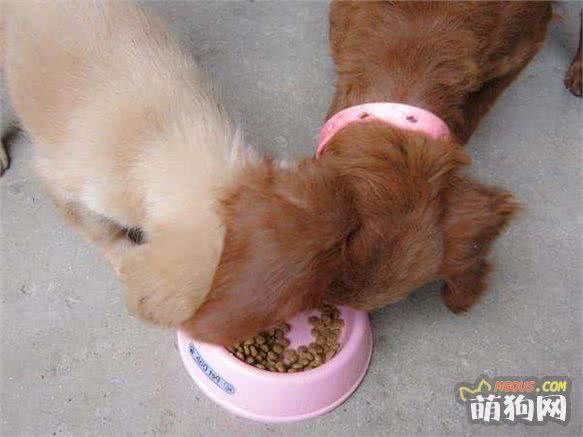 6个亮泽狗狗毛发的食物，第4种食物极少人知道！