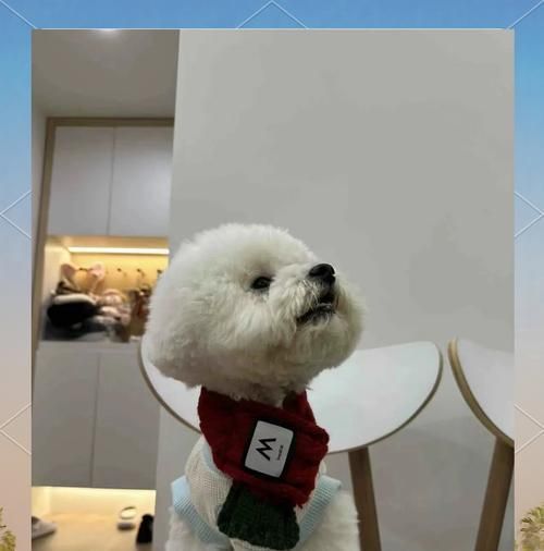 比熊吃煮熟的西兰花需要煮多久？之后可以立即吃狗粮吗？