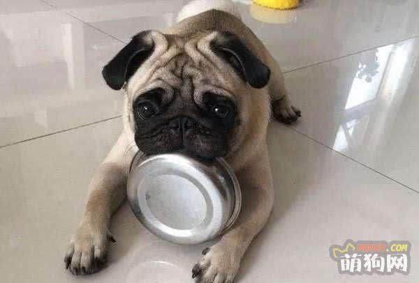 狗狗加餐必备食谱，过年亲自下厨做顿丰盛的！