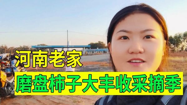 河南老家磨盘柿子大丰收，用特制的工具采摘，掉落地上摔碎好可惜