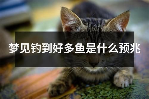 蝴蝶鲤鱼缸水草种植技巧（蝴蝶鲤鱼缸水草搭配技巧和注意事项和注意事项）