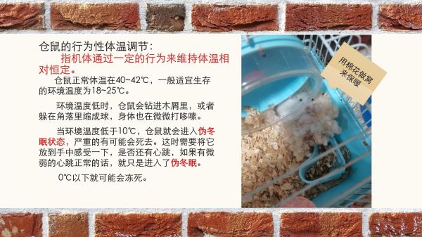 (8)-仓鼠的生理活动_第2页