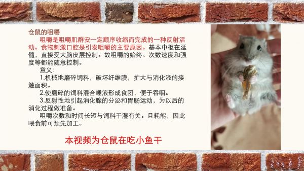 (8)-仓鼠的生理活动_第3页