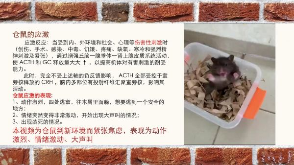 (8)-仓鼠的生理活动_第4页