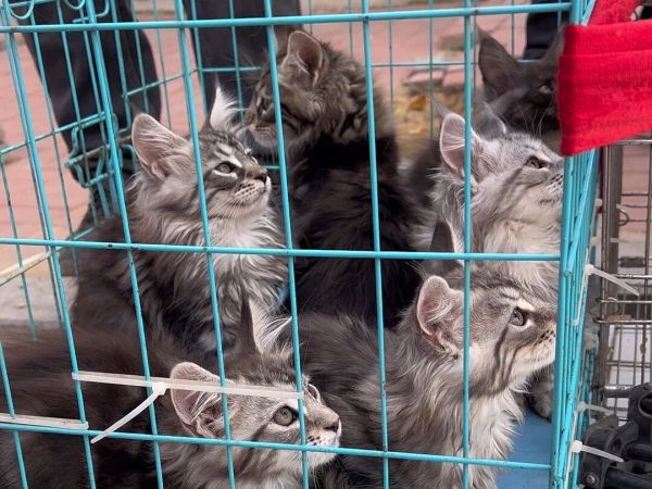 新手小白第一次养猫,在哪里买才能买到健康的猫咪?