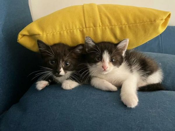 新手小白第一次养猫,在哪里买才能买到健康的猫咪?
