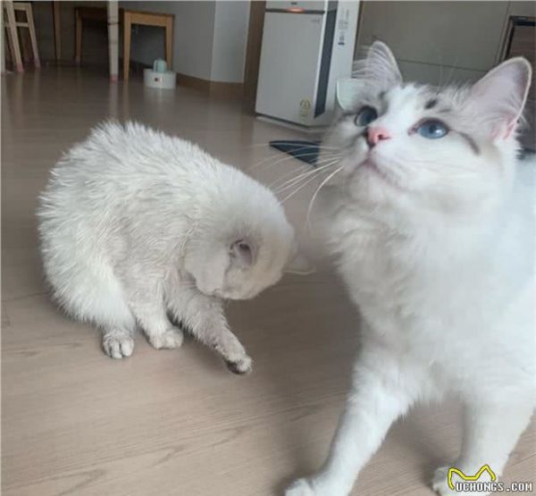 猫咪的营养品在哪里有推荐？