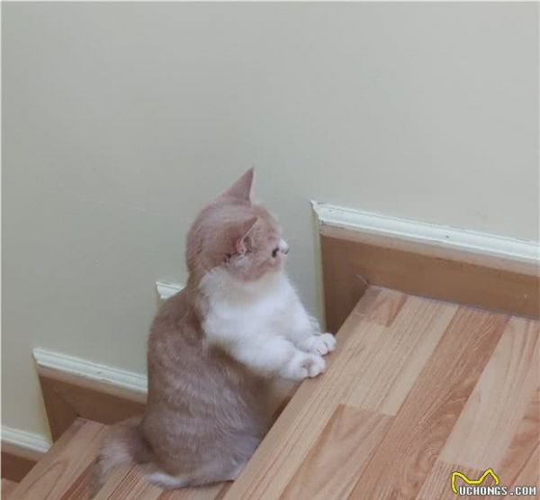 猫咪的营养品在哪里有推荐？