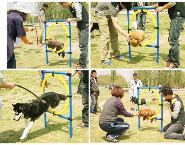 工作犬护卫犬宠物狗狗行为训练 高素质 省心安心