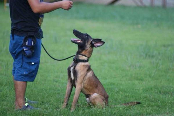 工作犬护卫犬宠物狗狗行为训练 高素质 省心安心
