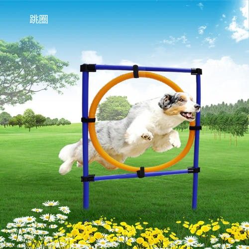 工作犬护卫犬宠物狗狗行为训练 高素质 省心安心