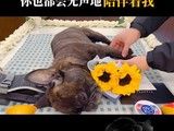 上海宠物火化-宠物殡葬专业服务