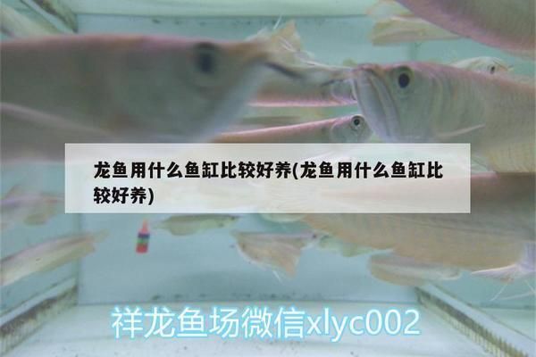 龙鱼用什么鱼缸比较好养活（如何选择一个适合龙鱼的鱼缸）