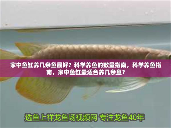 家中鱼缸养几条鱼最好？科学养鱼的数量指南，科学养鱼指南，家中鱼缸最适合养几条鱼？ 龙鱼百科 第1张