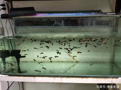 家里的鱼缸怎么改善水质不好：养鱼与水资源保护养鱼与水资源保护养鱼过程中的水质管理