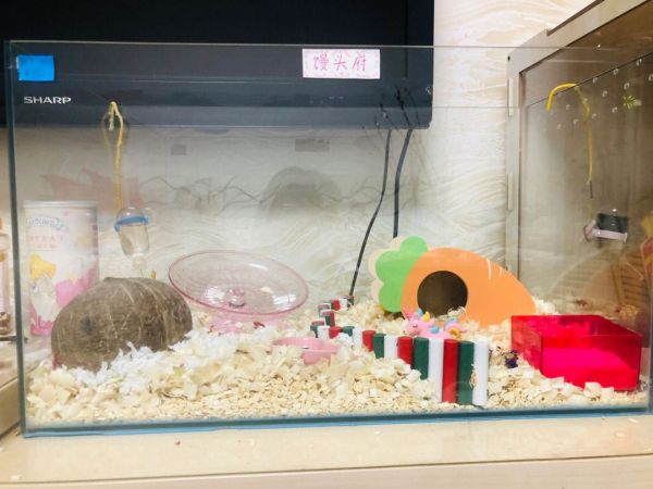 三间鼠鱼水质管理技巧（三间鼠鱼水质管理技巧，三间鼠鱼饲料选择指南）