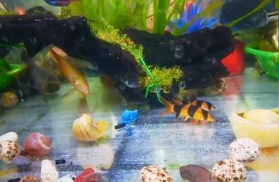 三间鼠鱼水质管理技巧（三间鼠鱼水质管理技巧，三间鼠鱼饲料选择指南）
