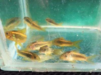 三间鼠鱼水质管理技巧（三间鼠鱼水质管理技巧，三间鼠鱼饲料选择指南）