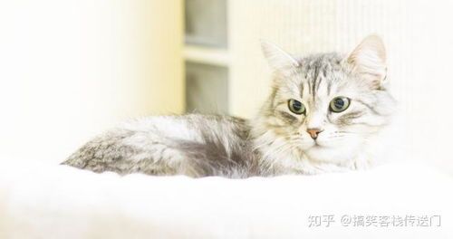 猫咪必备用品有哪些？它们的生活用品清单里都包括什么？