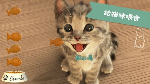 猫咪必备用品有哪些？它们的生活用品清单里都包括什么？