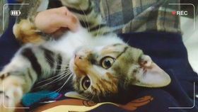 宠物猫出行必备清单