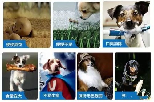 遵义宠物生活圈,养宠必备