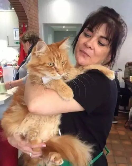 寻宝般捡到萌宠小猫，开启养猫之旅。