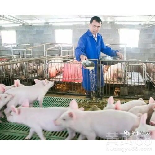 宠物拉肚子怎么办？药物治疗与预防措施。
