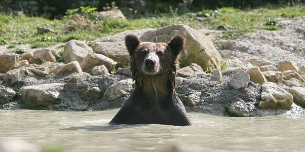 bear
