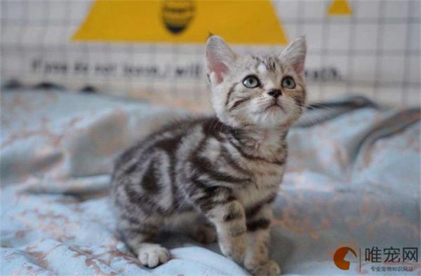 猫咪夏天是怎么避暑的 需要注意什么