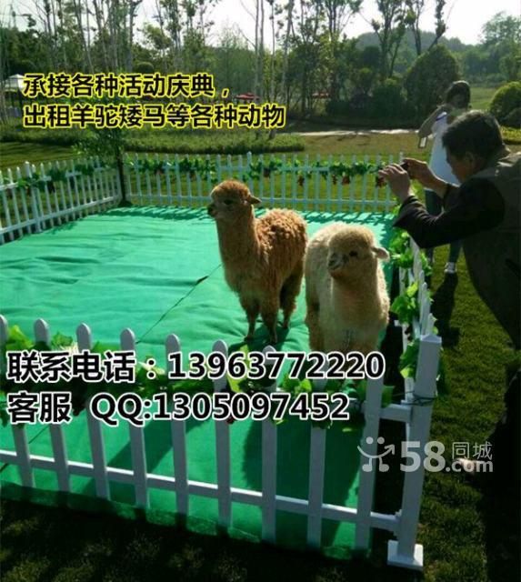 四川羊驼出租哪里有羊驼出租的