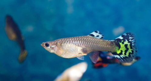 宠物孔雀鱼死亡急救攻略
