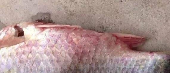 鱼出血速用“鱼血康”,宠物鱼急救良药!