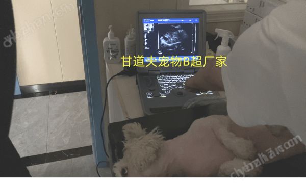 宠物B超价格小动物B超机品牌厂家报价趋势