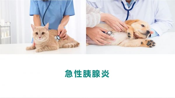 犬猫消化系统疾病 急性胰腺炎（宠物疾病防治课件）_第1页